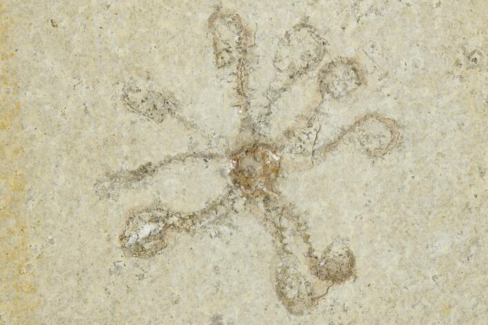 Floating Crinoid (Saccocoma) Fossil - Solnhofen Limestone #353555
